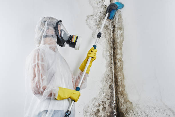 Best Black Mold Removal  in Moreland, ID