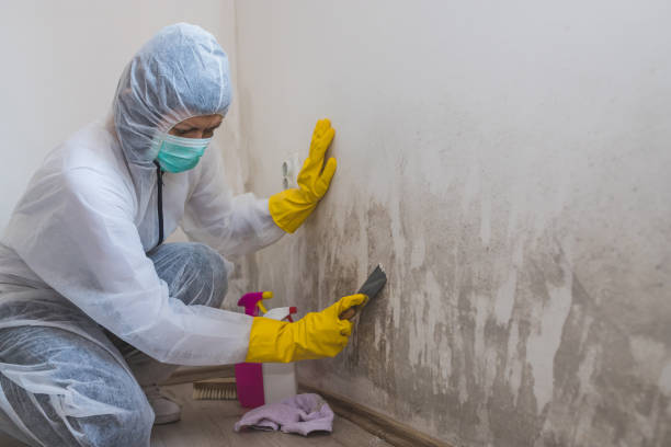 Best Black Mold Removal  in Moreland, ID