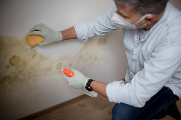 Best Toxic Mold Removal  in Moreland, ID