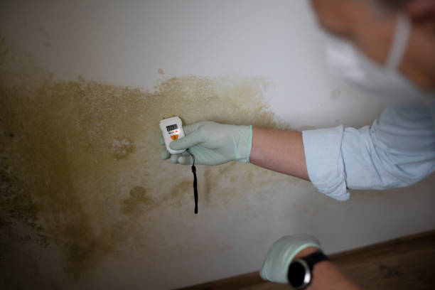 Best Black Mold Removal  in Moreland, ID