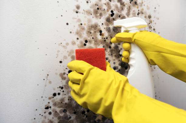 Best Mold Damage Repair  in Moreland, ID