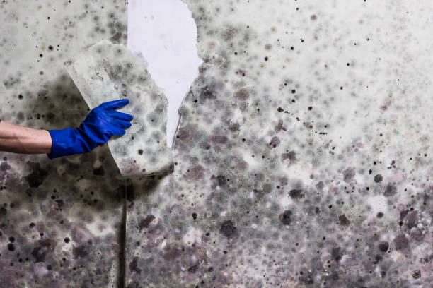 Best Affordable Mold Removal  in Moreland, ID