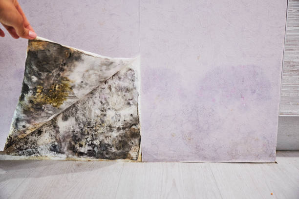 Best Same-Day Mold Removal  in Moreland, ID